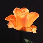 Glühende Rose