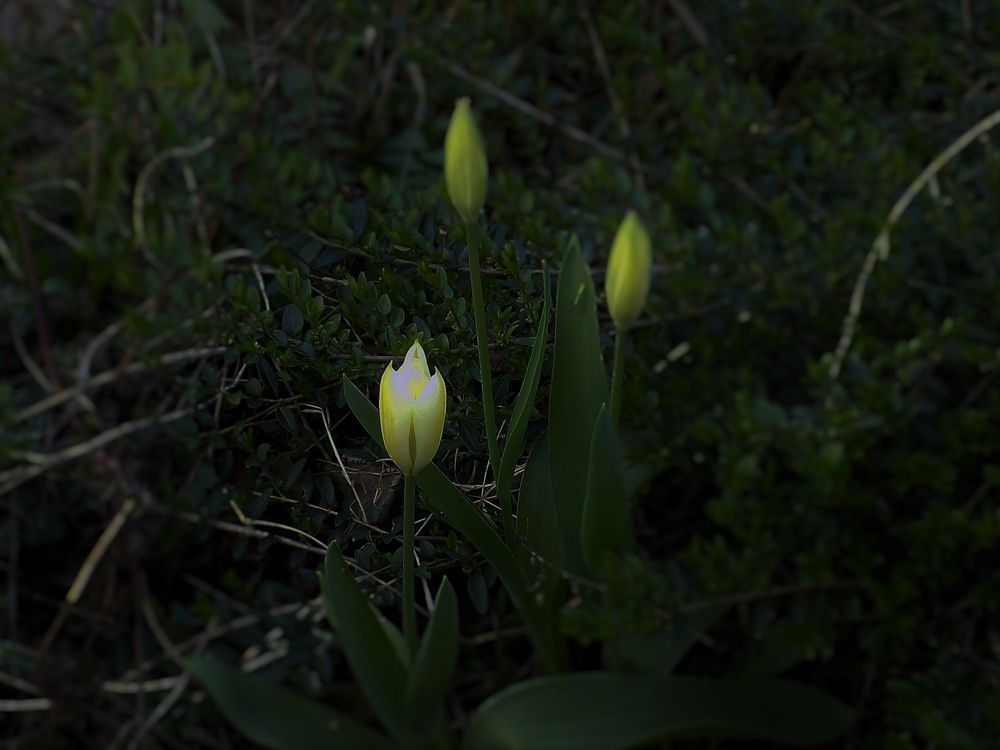 Glühende Tulpe