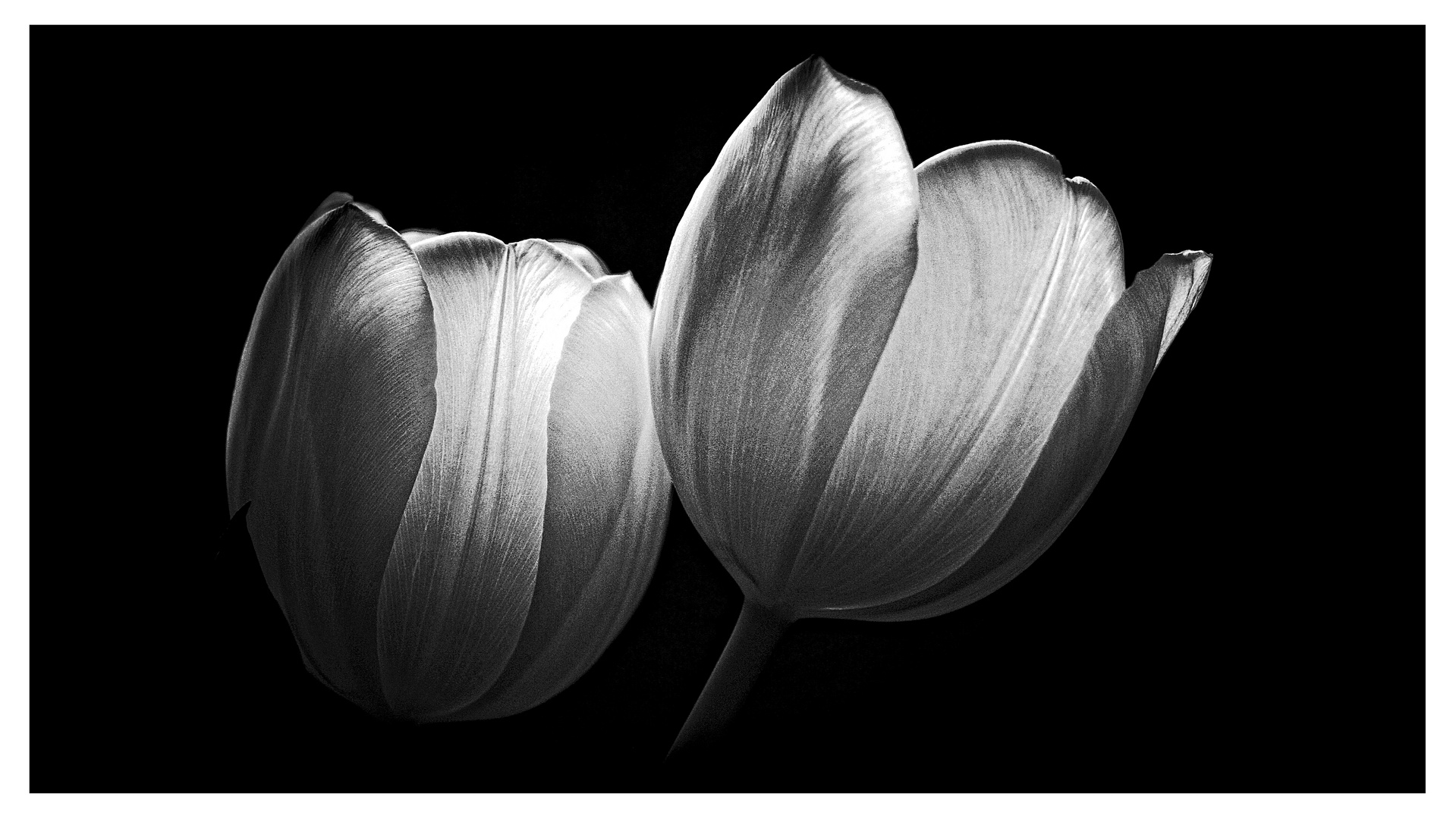 glühende Tulpen