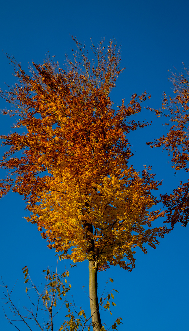 Glühender Baum