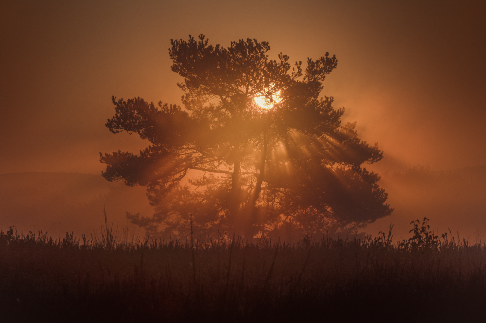 Glühender Baum