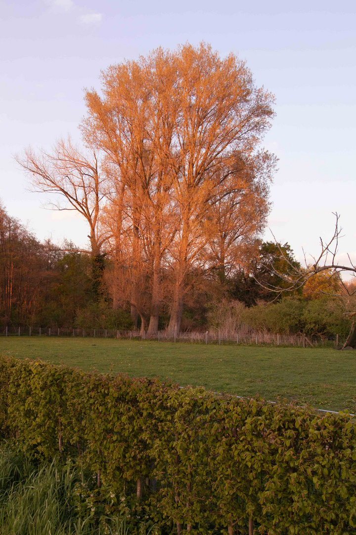 Glühender Baum