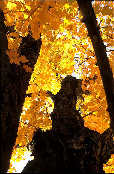 glühender Baum - Indian Summer in Neu England