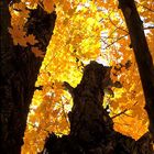 glühender Baum - Indian Summer in Neu England