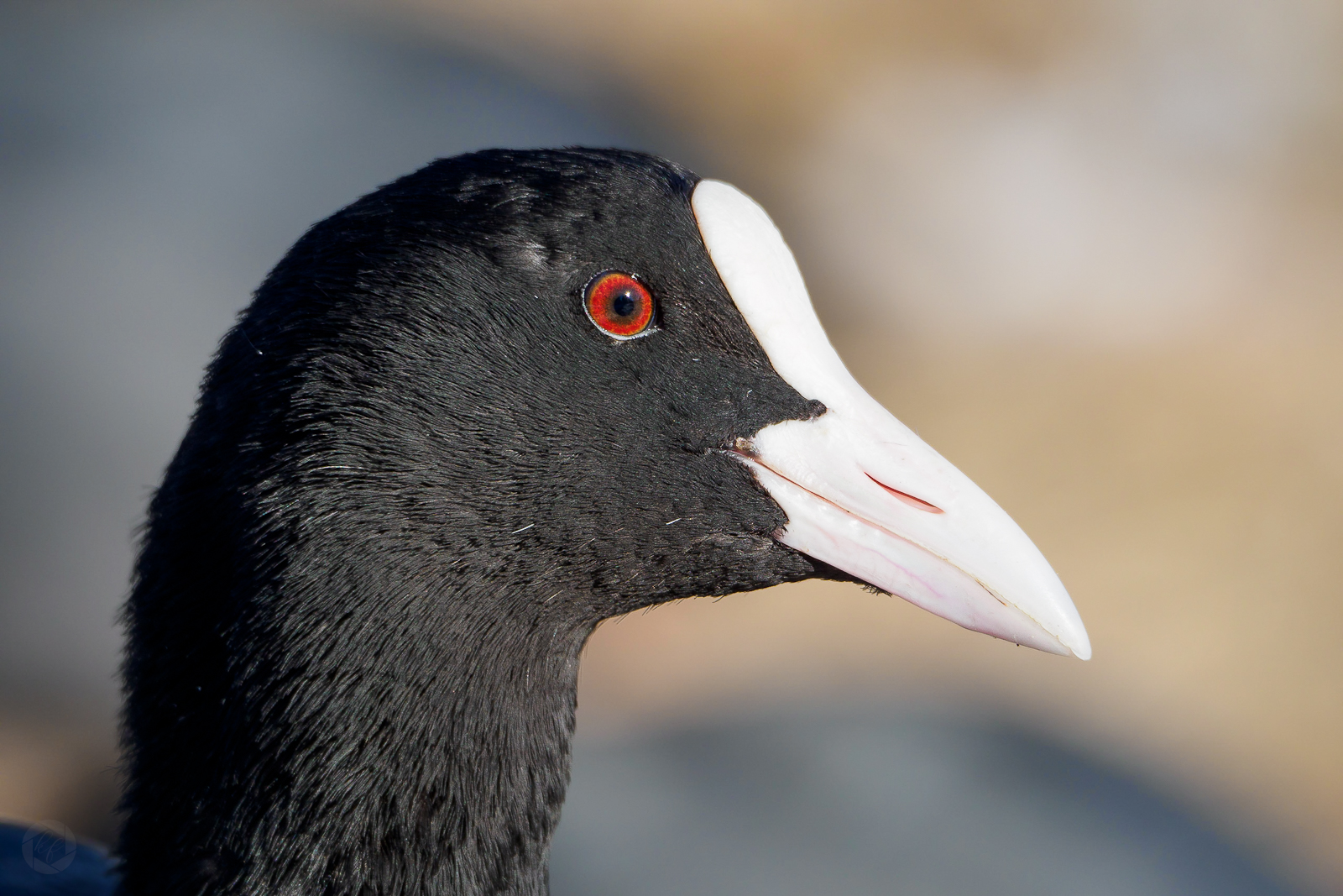 Glühender Blick 