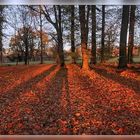 glühender Herbstwald