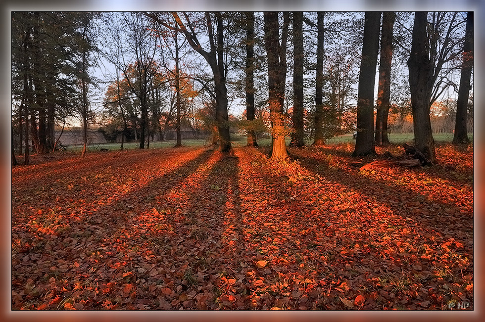 glühender Herbstwald