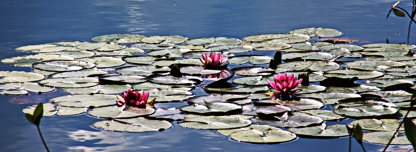 Glühender Lotus