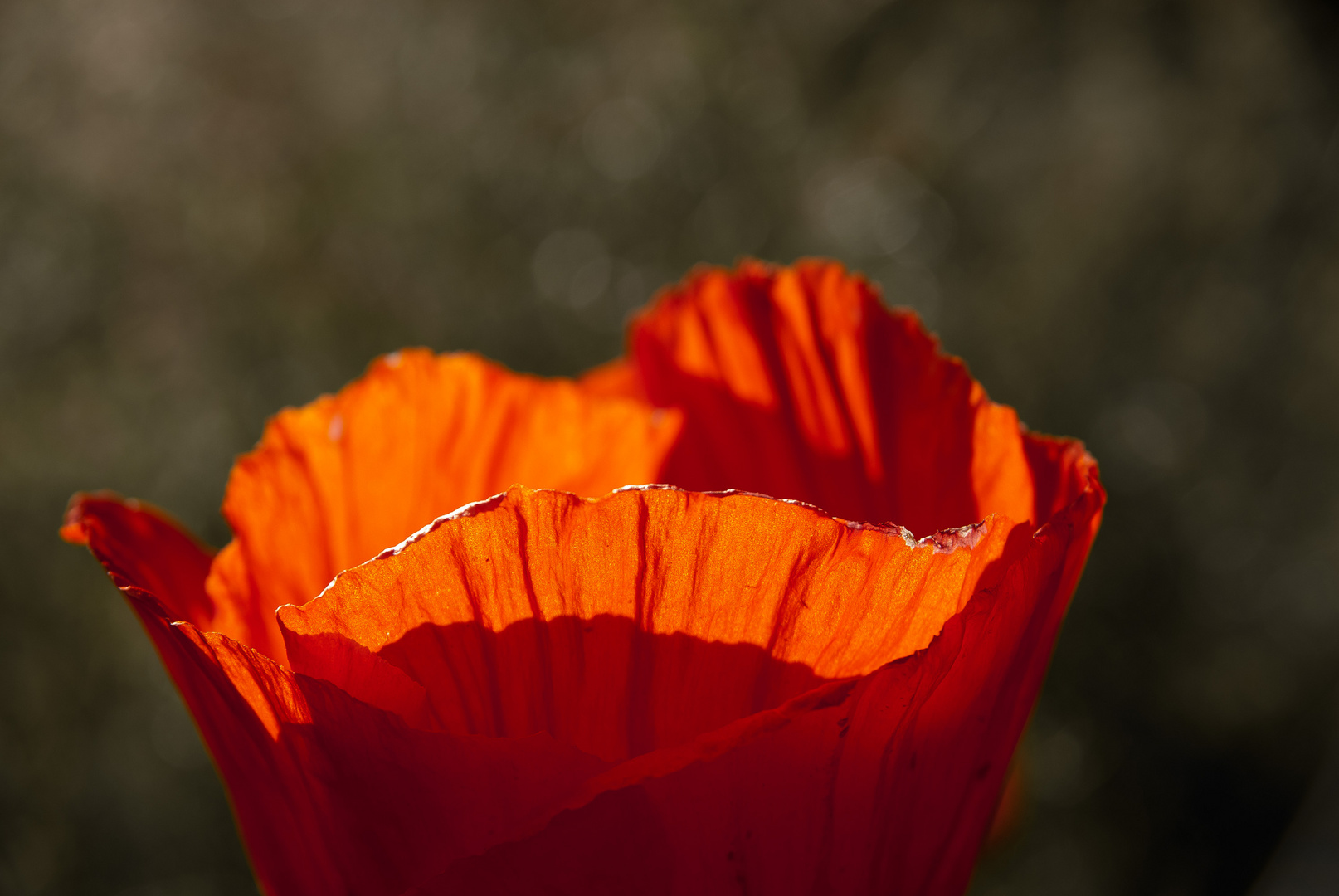 Glühender Mohn