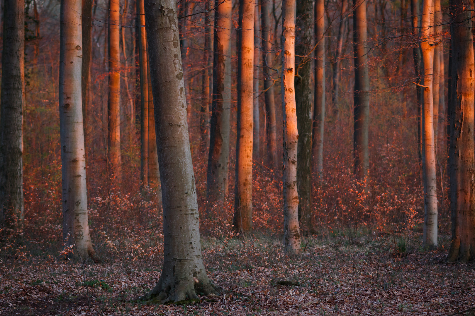 Glühender Wald