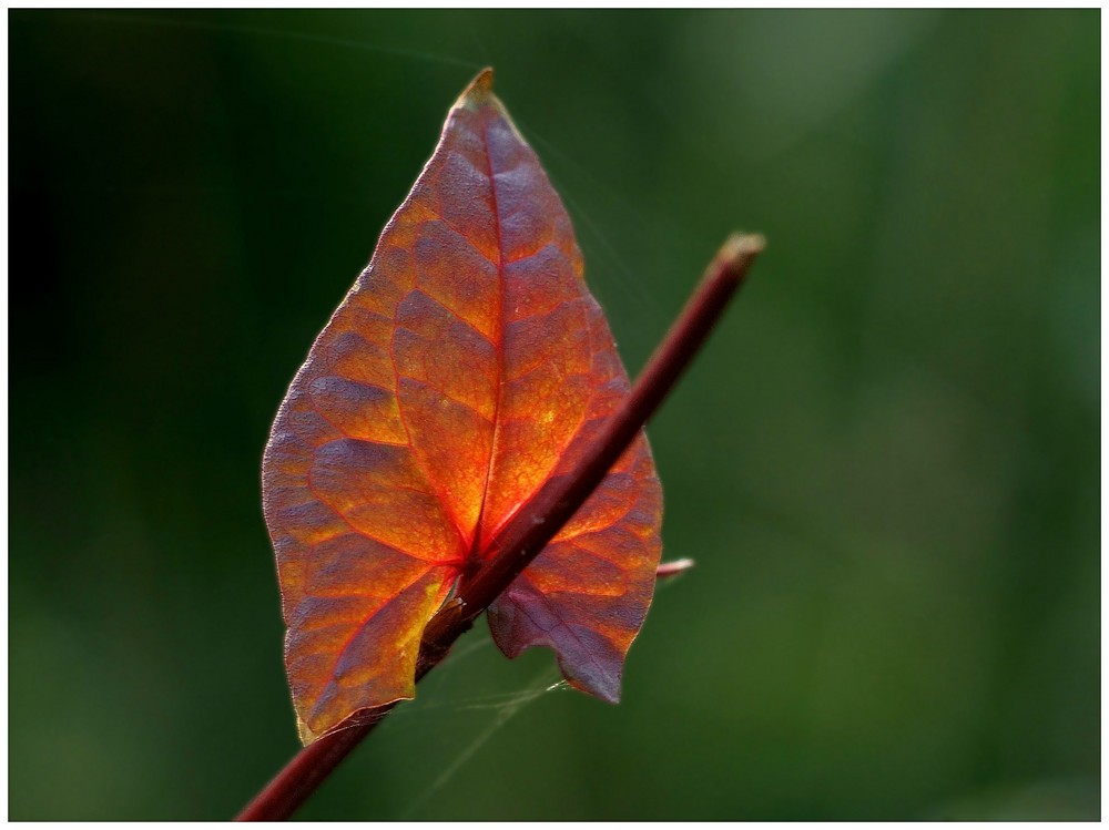 Glühendes Blatt