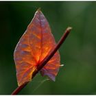 Glühendes Blatt