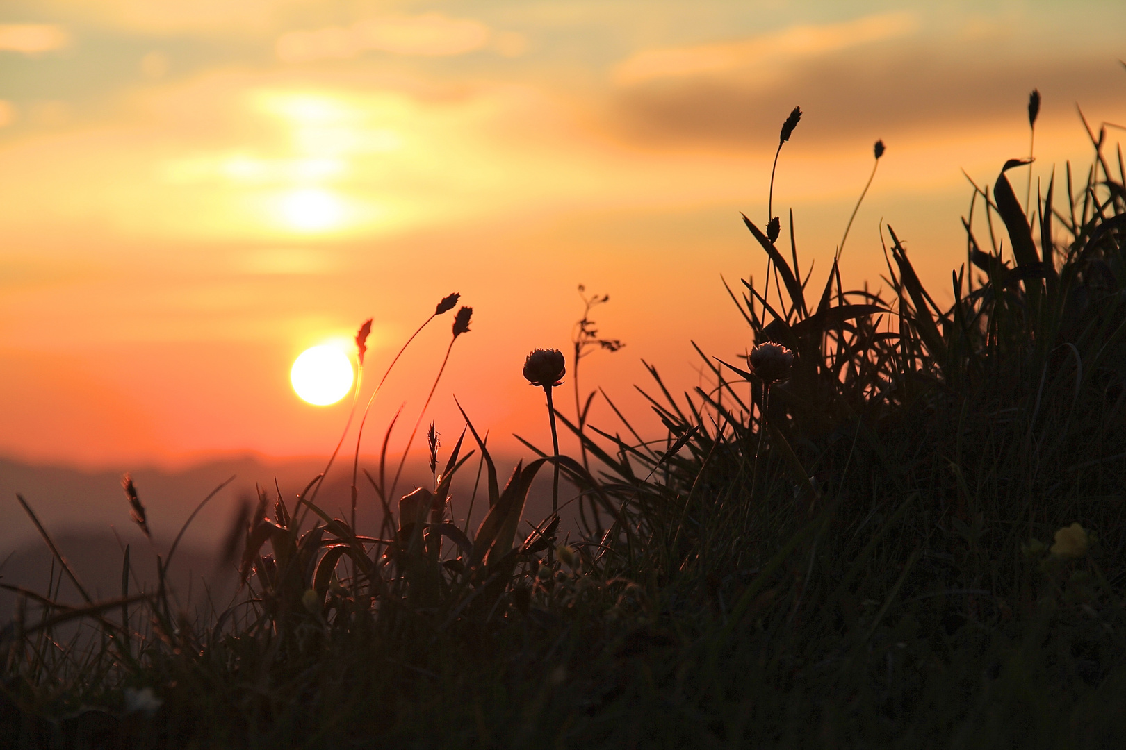 Glühendes Gras im Sonnenaufgang