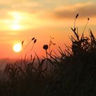 Glühendes Gras im Sonnenaufgang