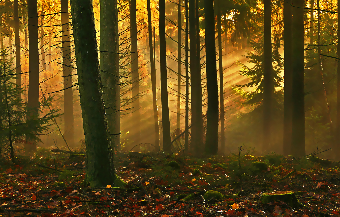 Glühendes Herbstlicht im dunklen Walde....