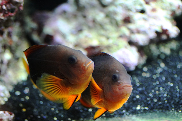 Gluehkohlen Anemonenfische