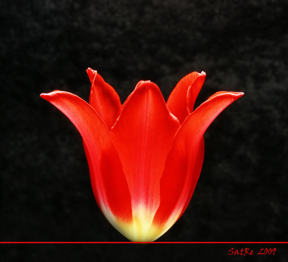 Glühtulpe