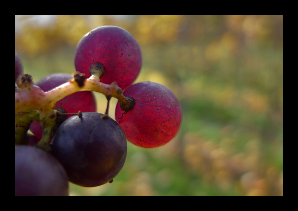 Glühwein