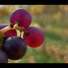 Glühwein