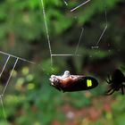 Glühwürmchen im Spinnennetz 