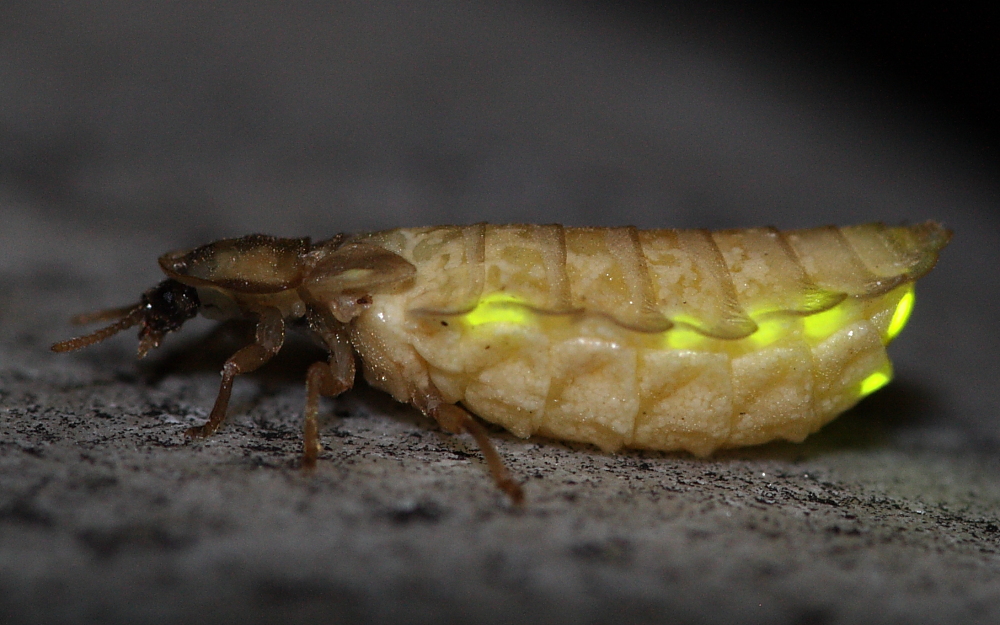 Gluhwurmchen Lampyridae Foto Bild Tiere Wildlife Insekten Bilder Auf Fotocommunity