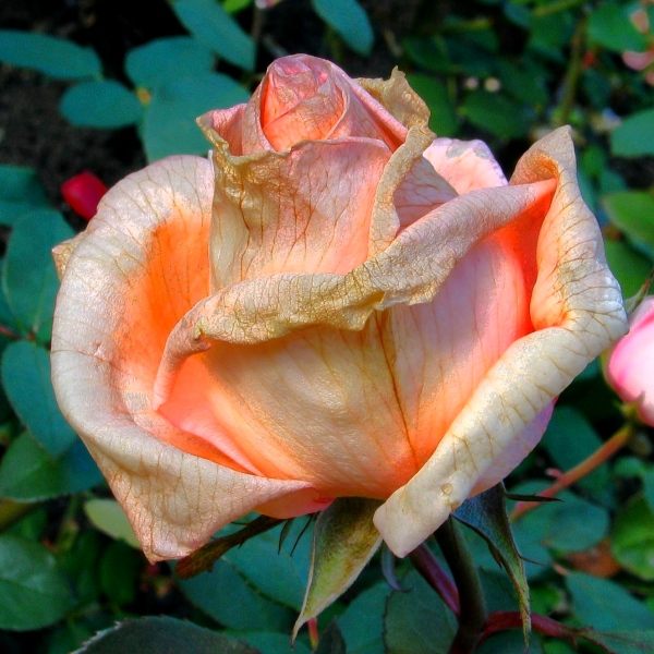 Glut unter der Asche Foto & Bild emotionen, spezial Bilder auf