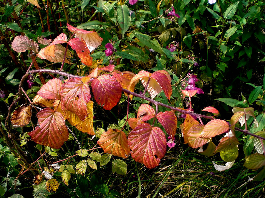 Glutroter herbst