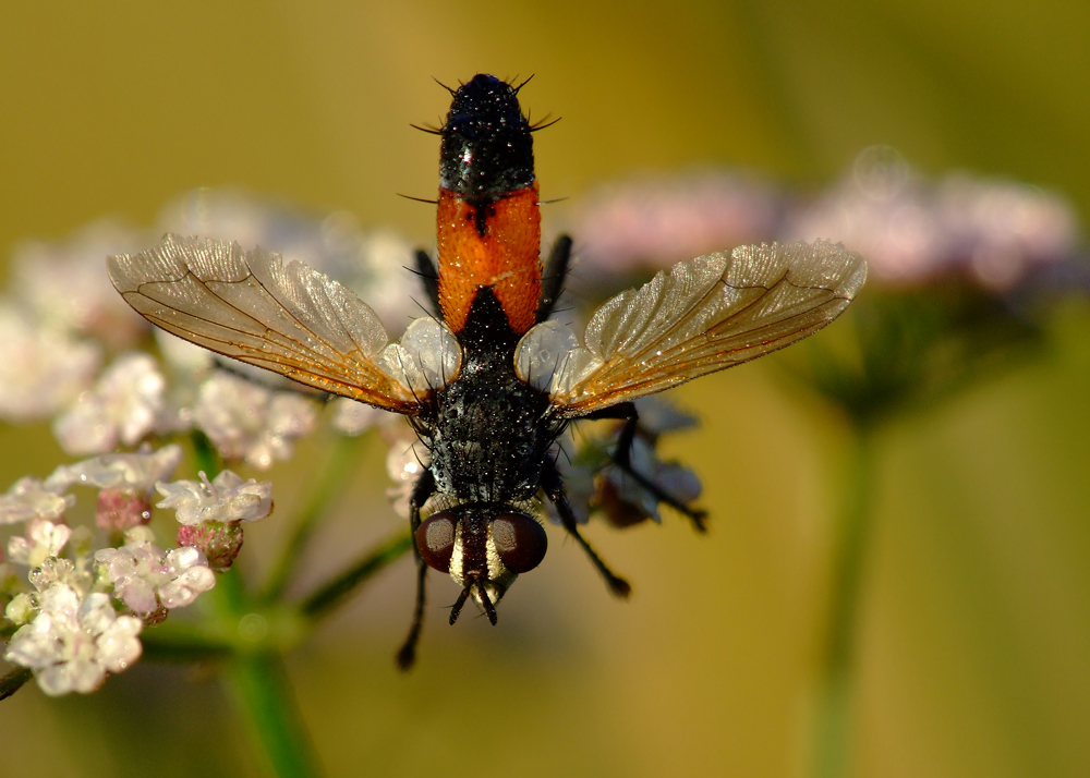 Glutstachel- Kaktusfliege beim Absturz auf Planet Erde