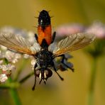 Glutstachel- Kaktusfliege beim Absturz auf Planet Erde