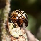Glutton beetle