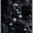 Glwing Mushrooms