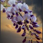 glycine