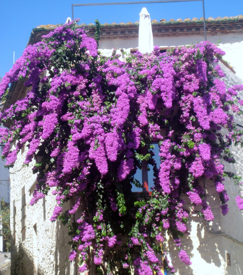 Glycine