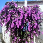 Glycine