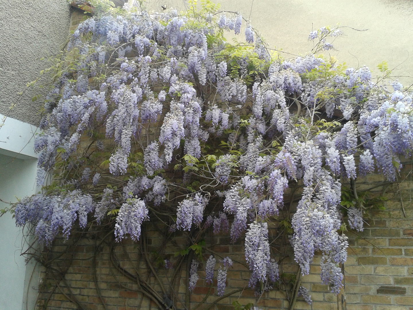 Glycine