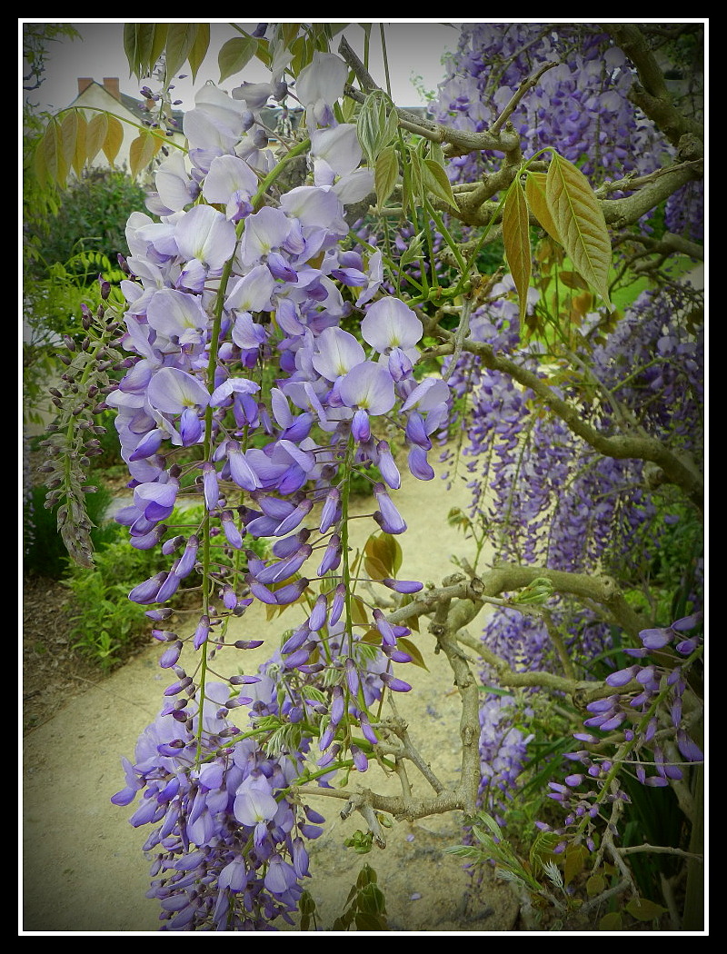 glycine