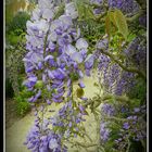 glycine