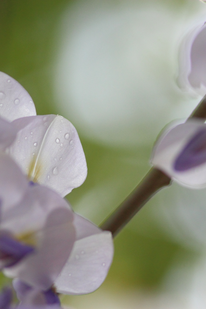 Glycine