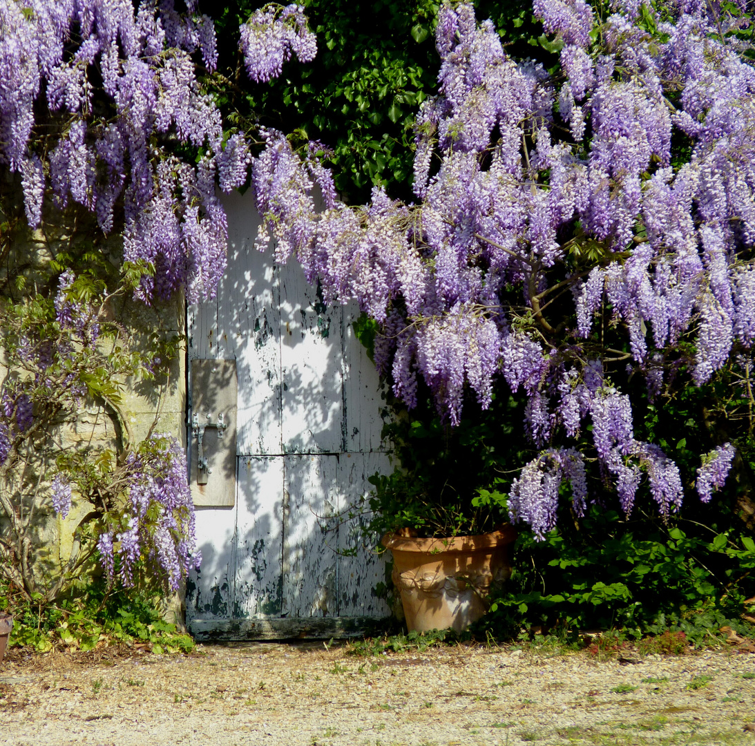 Glycine