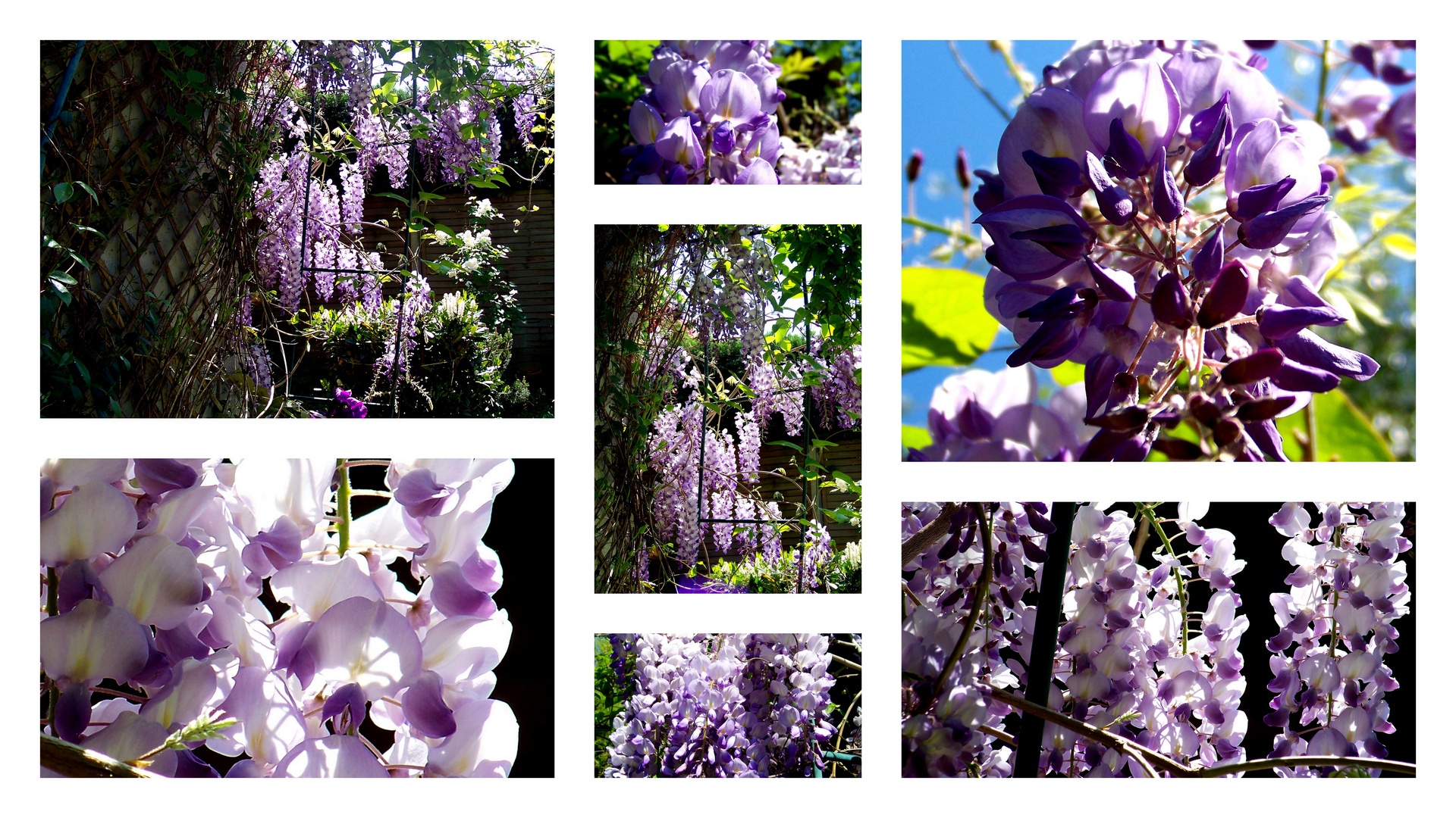 Glycine.