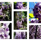 Glycine.