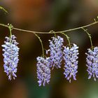 Glycine