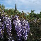 Glycine