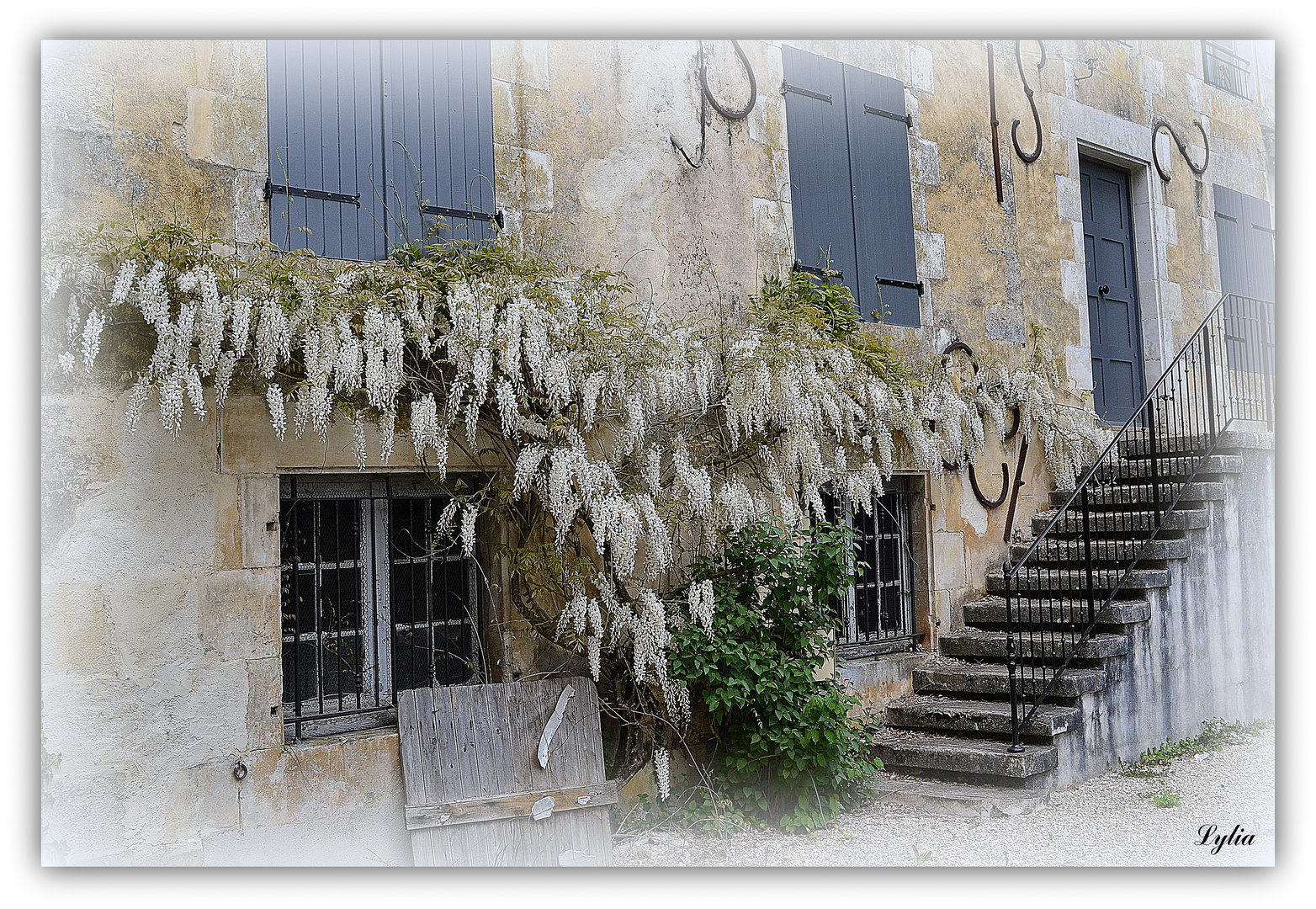 Glycine blanche