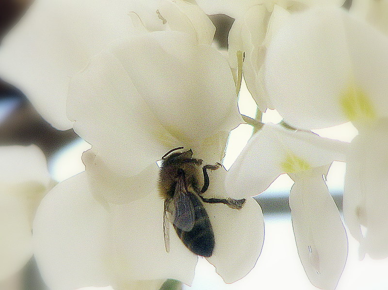 Glycine blanche