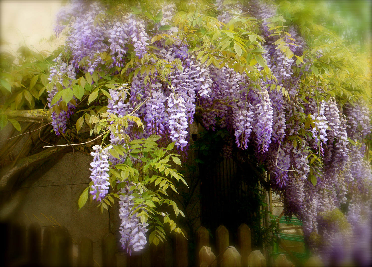 glycine