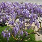 Glycine