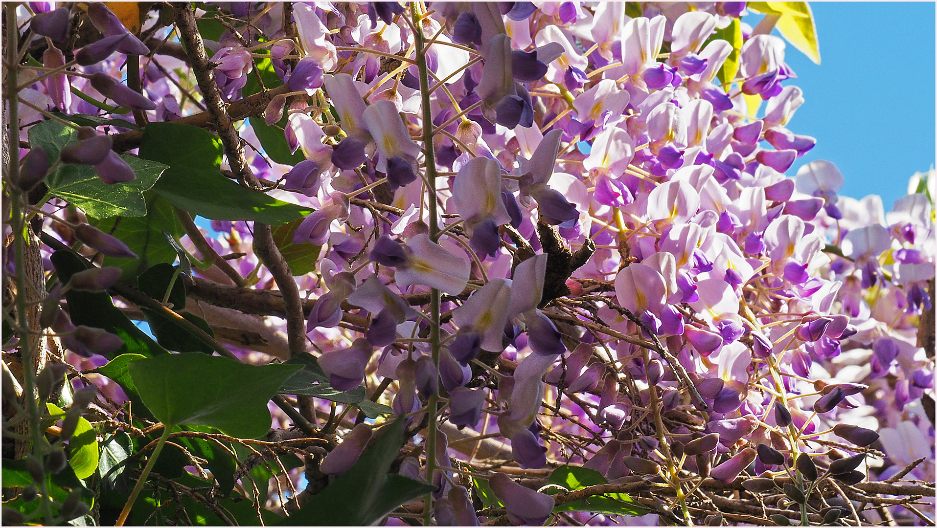 Glycine dans le jardin