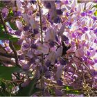 Glycine dans le jardin