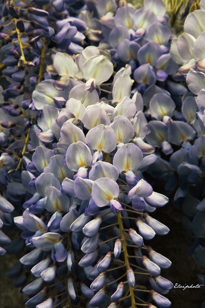 Glycine d'avril 